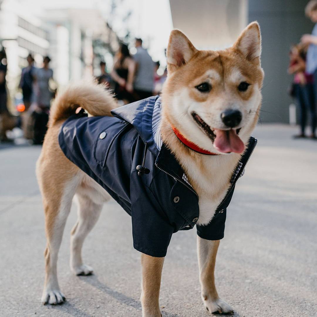 S ~ 5XL Dog Raincoat Windproof Rainproof Hoodies Jacket Clothes for pet