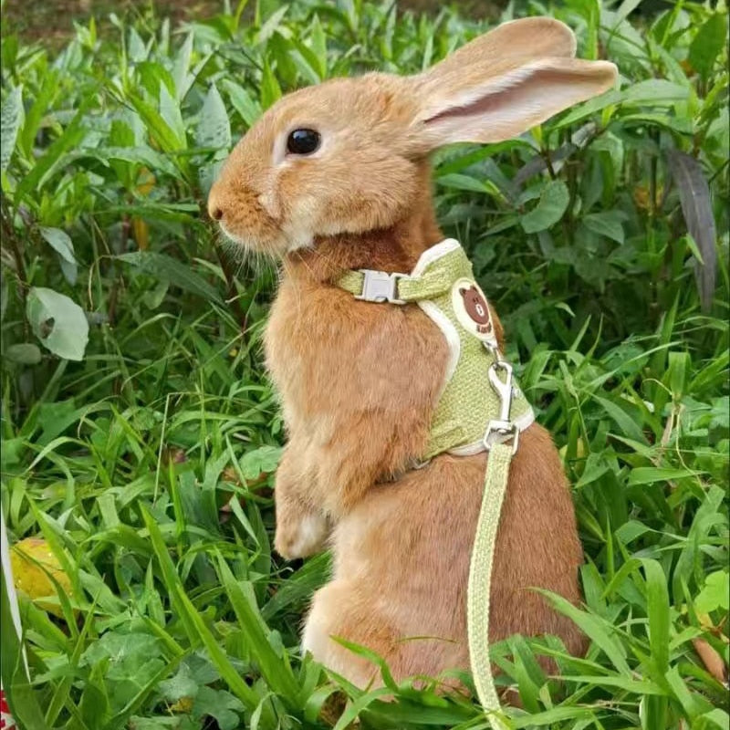 Rabbit Harness and Leash Set Bunny Vest Outdoor Walking for small pet