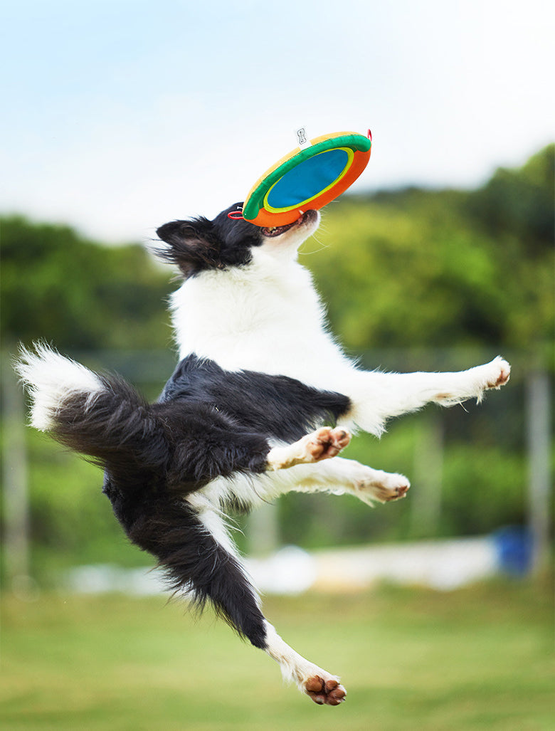 Dog Flying Discs Resistant Bite Floating Training Ring Toy for pet